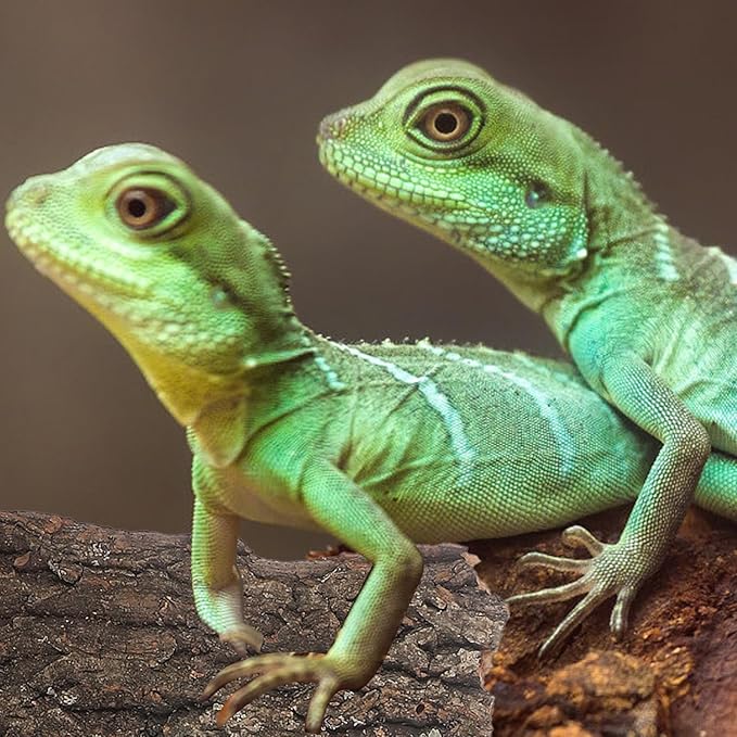 4pcs Natural Cork Bark Bits Reptile Bark Bedding Flat Cork Bedding Terrariums Substrate for Snake Spiders Bearded Dragons Frogs Tank Supplies